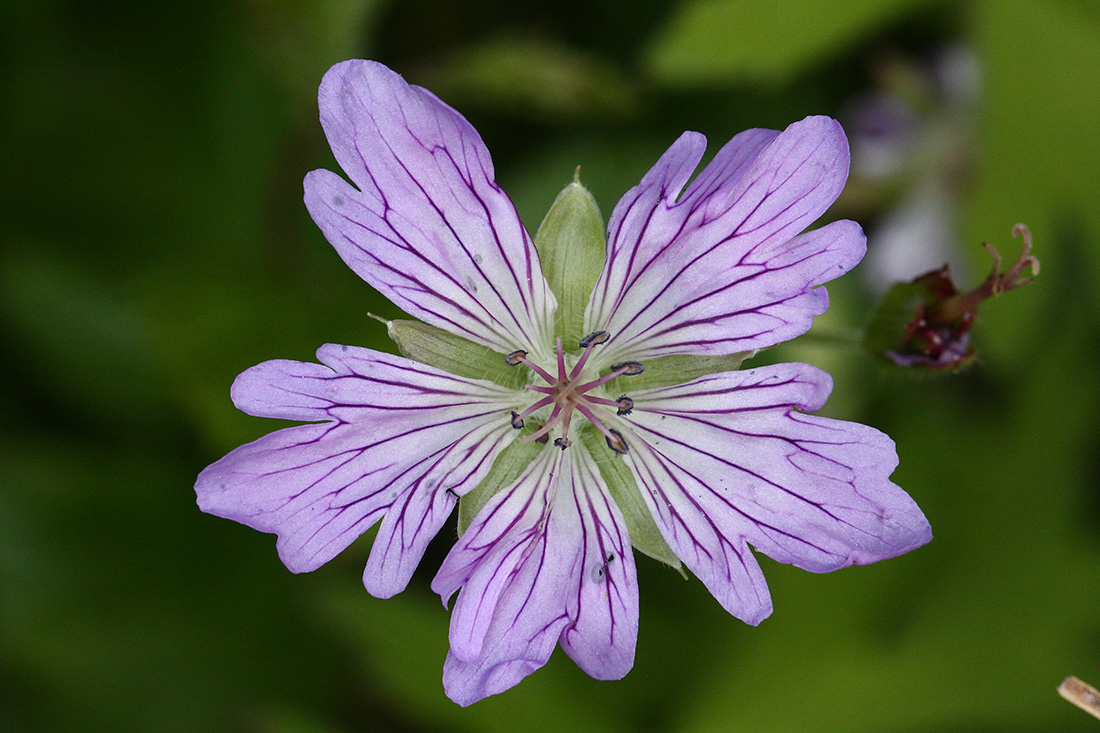 Изображение особи Geranium wlassovianum.