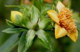 Hypericum frondosum