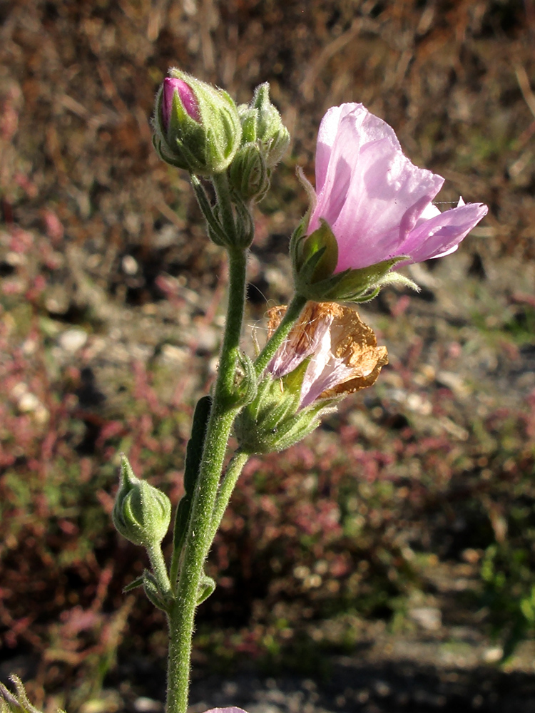 Изображение особи Althaea armeniaca.