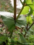 Sonchus oleraceus