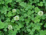 Trifolium repens