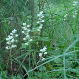 Pyrola rotundifolia. Побеги с соцветиями. Иркутска обл., окр. залива Иркутского вдхр., лес. 08.07.2013.