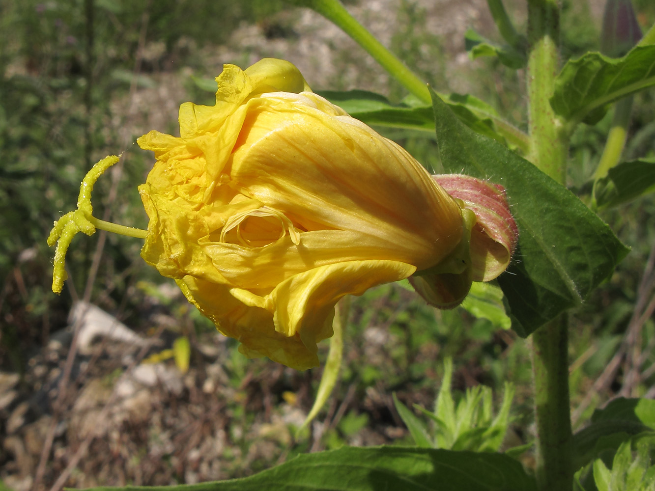 Изображение особи Oenothera glazioviana.