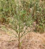 Tragopogon dubius. Верхушка плодоносящего растения. Ростовская обл., Неклиновский р-н, Большенеклиновское с/п, дол. р. Миус. 22.06.2014.