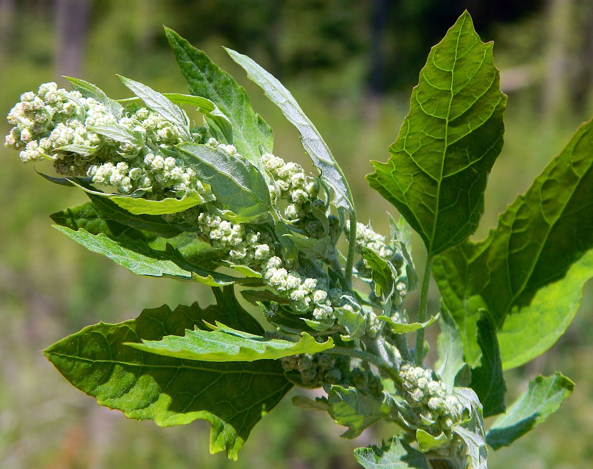 Изображение особи Chenopodium album.