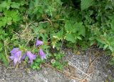 Campanula trachelium. Цветущее растение. Франция, Приморские Альпы, Гурдон, пешеходная дорожка в саду. 22.07.2014.