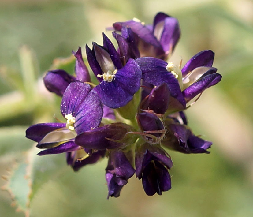 Изображение особи Medicago tianschanica.