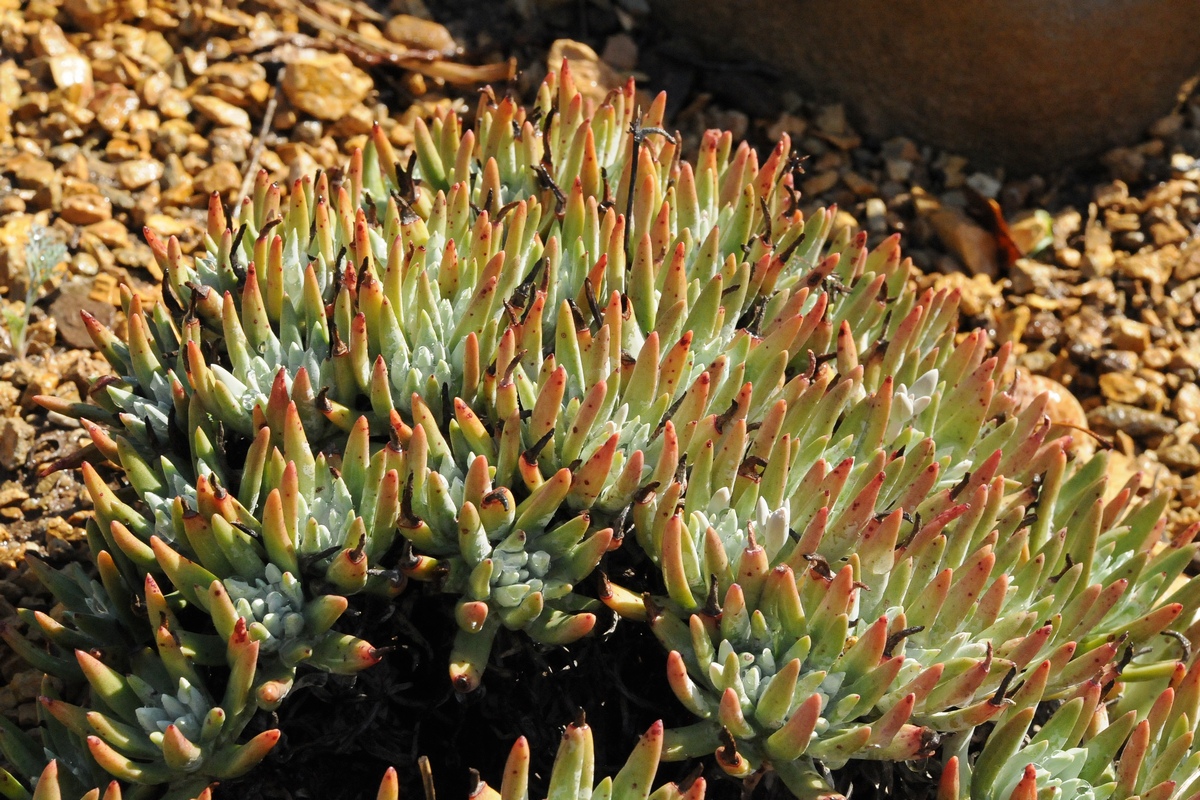 Изображение особи Dudleya virens ssp. hassei.