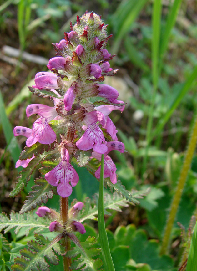 Изображение особи Pedicularis verticillata.