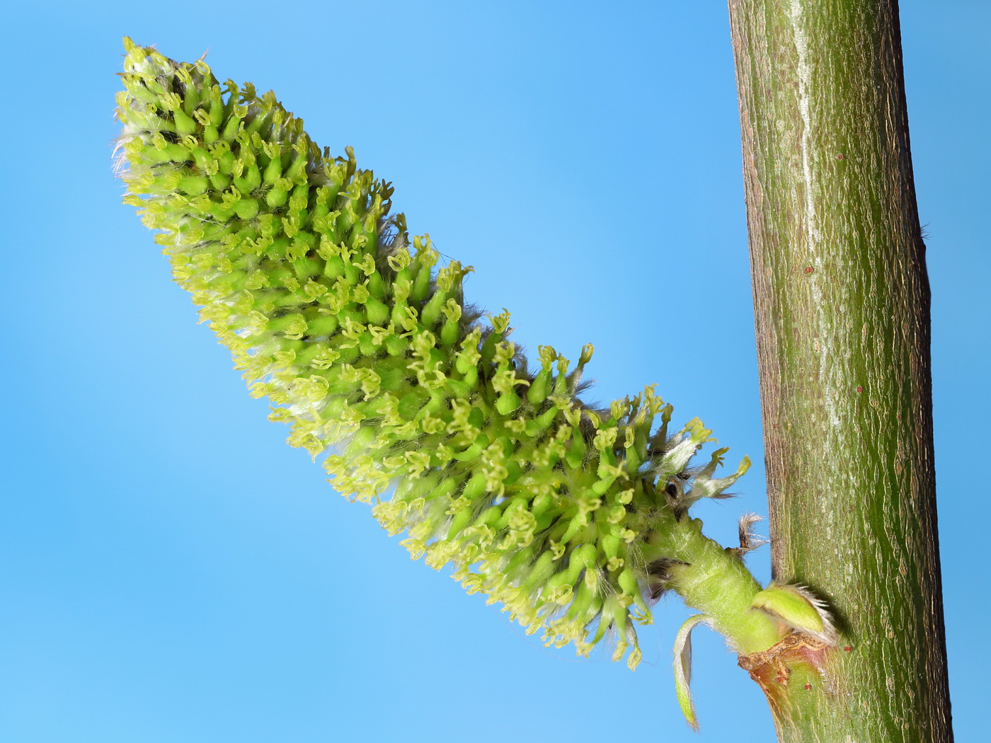 Ива козья (Salix caprea)