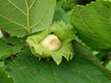 Corylus heterophylla. Плод. Приморье, окр. г. Находка, лес. 25.07.2015.