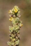 Verbascum thapsus