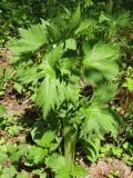 Aconitum septentrionale