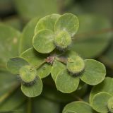 Euphorbia tauricola