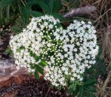 Sambucus форма laciniata