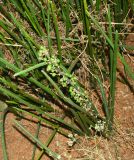 Sansevieria cylindrica