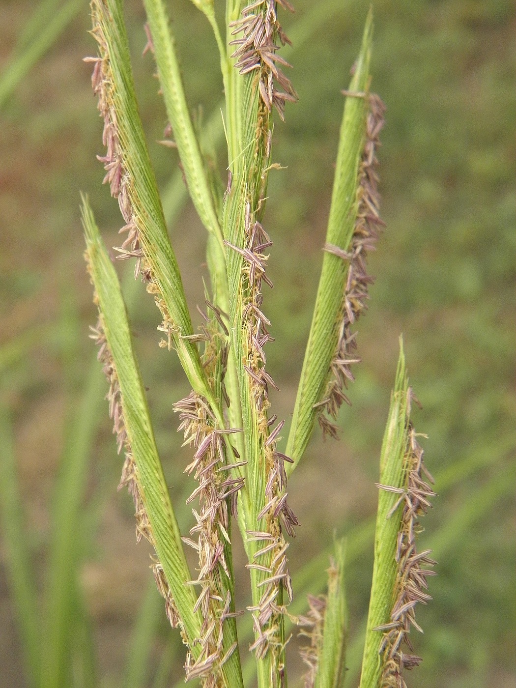 Изображение особи Spartina pectinata.