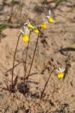 Nemesia anisocarpa