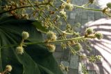 Tetrapanax papyrifer