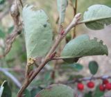 Cotoneaster integerrimus