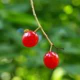 Padus virginiana. Плоды с сидящим клопом? Московская обл., Раменский р-н, пос. Ильинский, самосев на дачном участке. 12.08.2017.