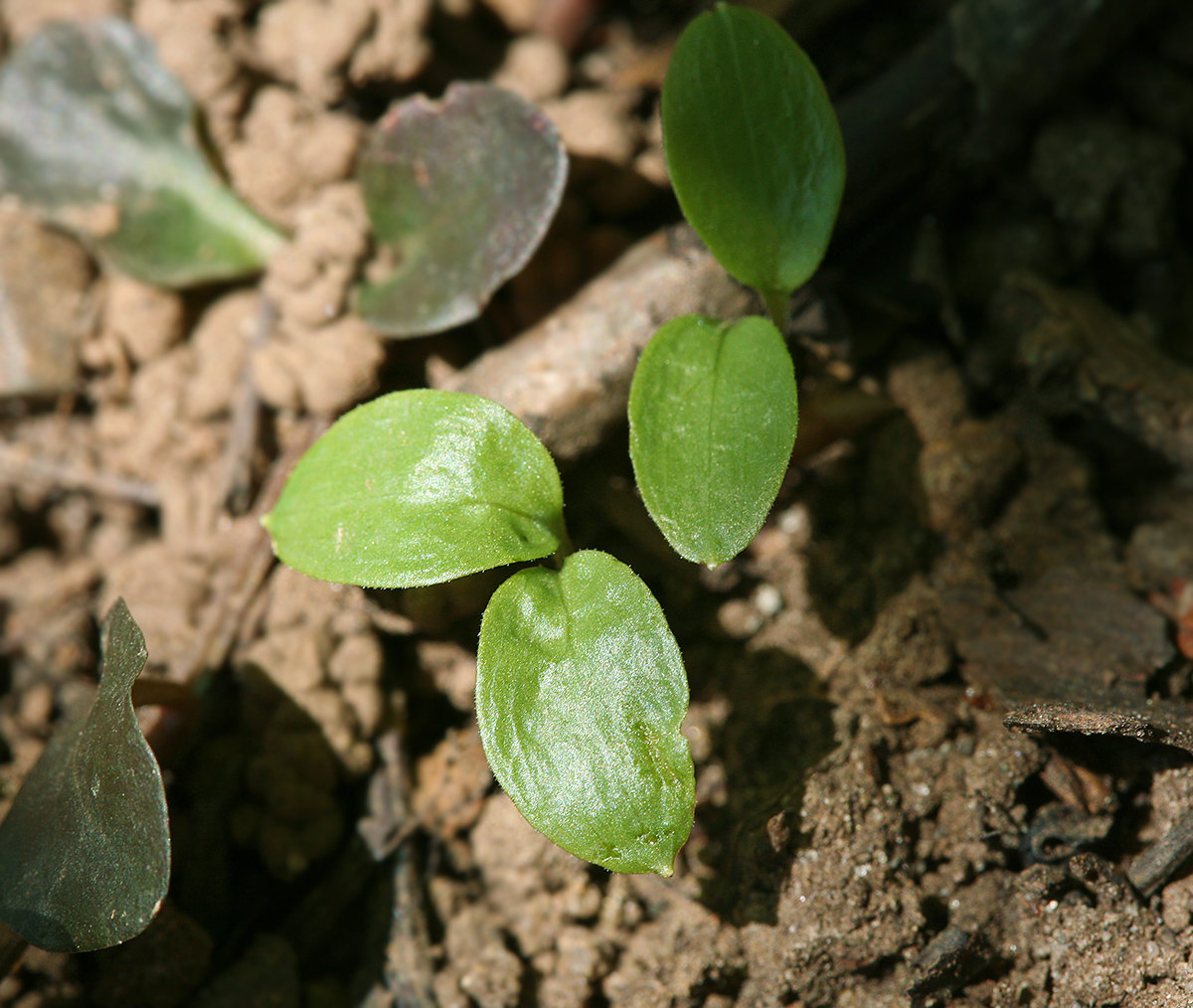 Изображение особи Actaea spicata.