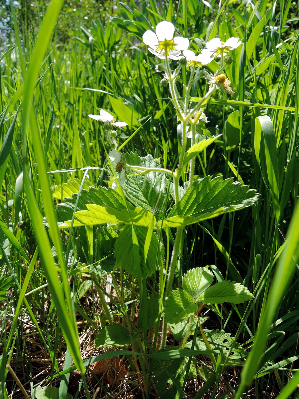 Изображение особи Fragaria moschata.