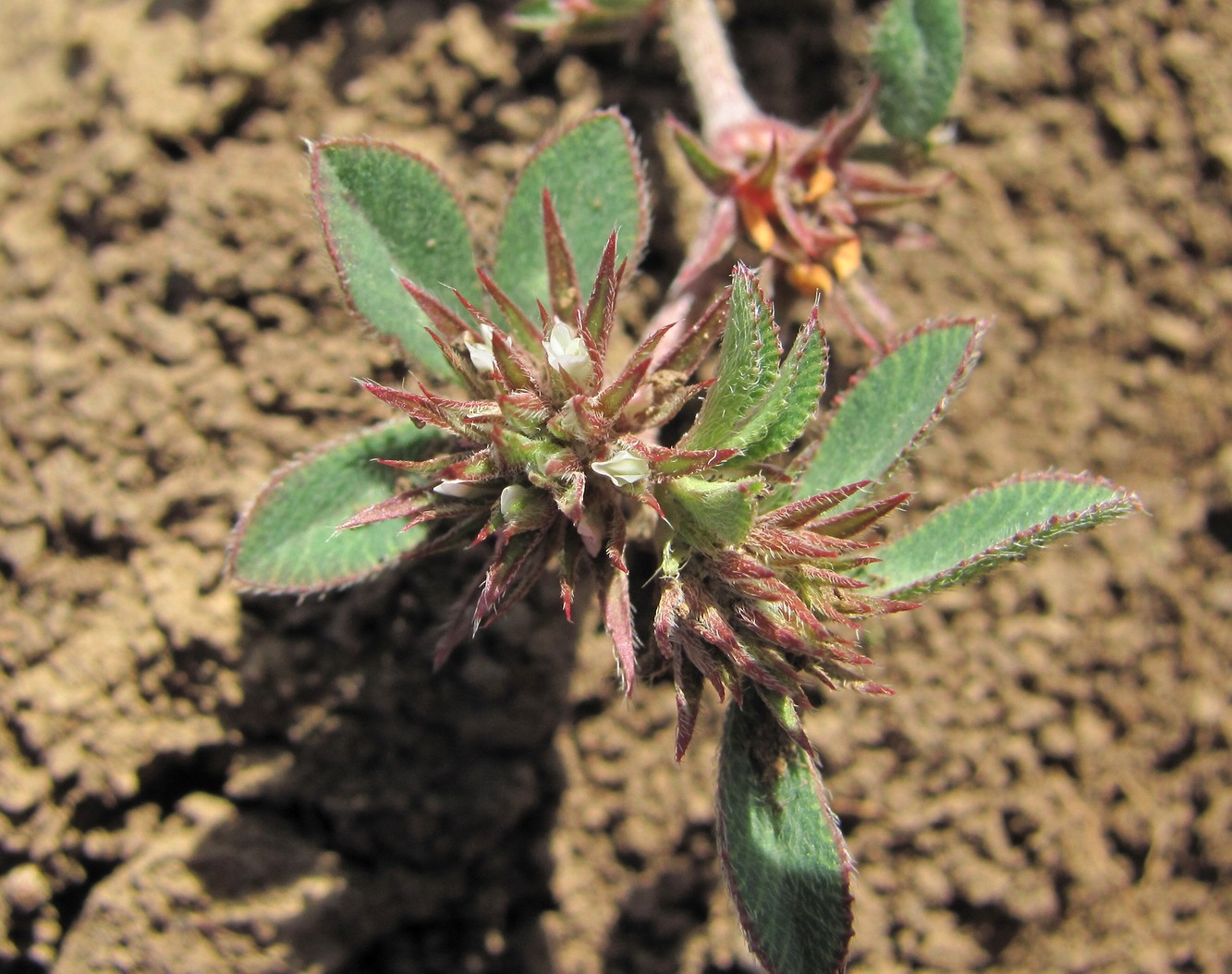 Изображение особи Trifolium scabrum.