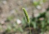 Setaria viridis