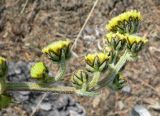 Artemisia arctica подвид ehrendorferi. Соцветие. Чукотка, Билибинский р-н, окр. г. Билибино, сопка Орбита, щебнистый водораздел. 07.07.2018.