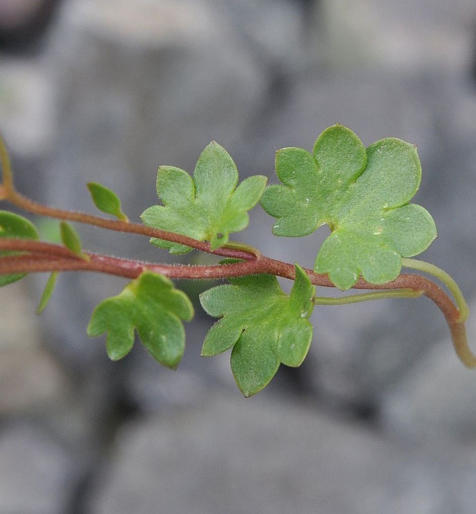 Image of Saxifraga sibirica specimen.