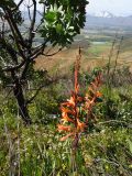 Watsonia tabularis