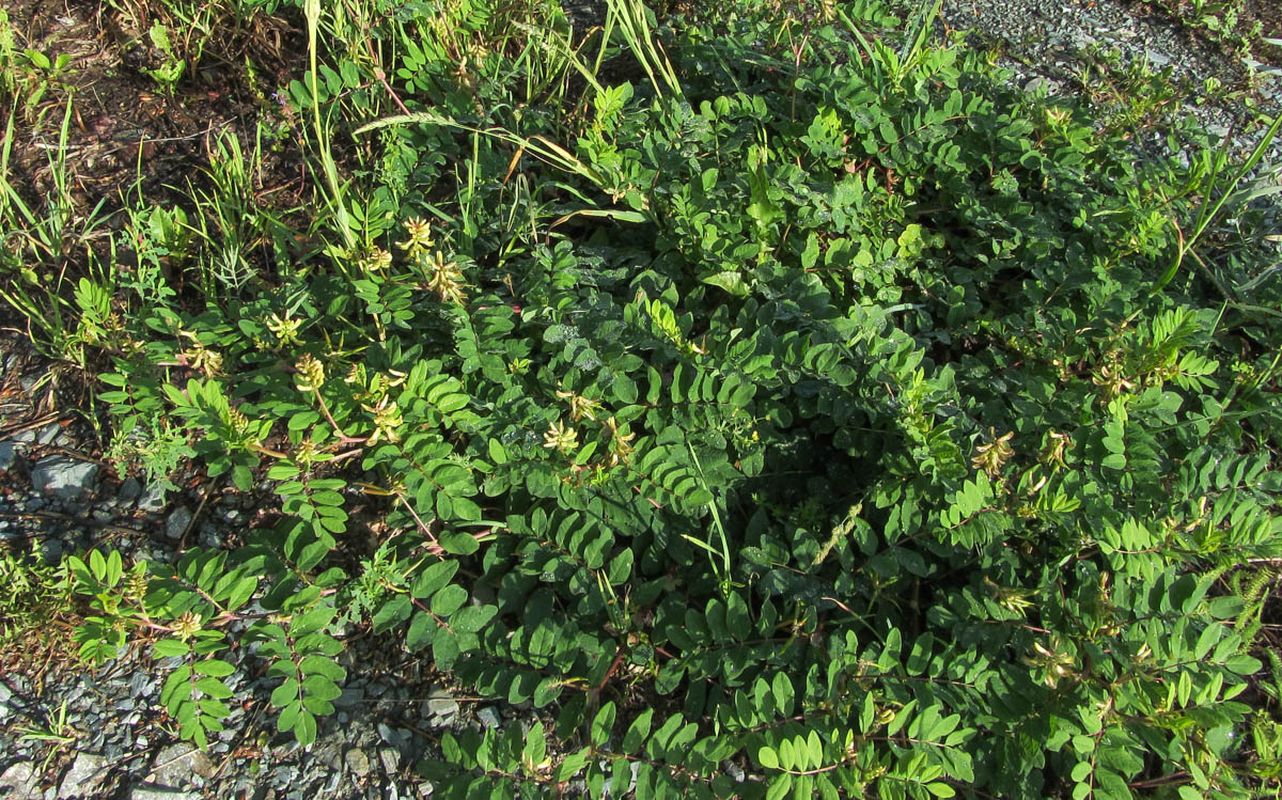 Изображение особи Astragalus glycyphyllos.