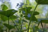 Brunnera sibirica