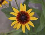 Rudbeckia hirta