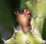 Euphorbia lactea. Развивающийся побег. Израиль, Шарон, г. Тель-Авив, ботанический сад \"Сад кактусов\". 29.08.2019.