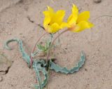 Tulipa behmiana