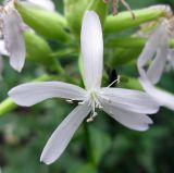 Saponaria officinalis