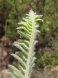 Astragalus maximus