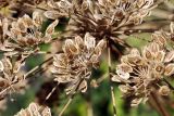 Heracleum lehmannianum. Элементарные соплодия. Узбекистан, Джизакская обл., Зааминский р-н, Зааминский национальный парк, каменисто-щебнистый склон. 30.07.2021.