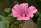 Malva trimestris