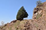 Juniperus seravschanica. Взрослое дерево. Узбекистан, Ташкентская обл., южный склон Чаткальского хребта, бассейн р. Ахангаран, склон р. Джакиндек, каменистая обочина горной дороги. 02.09.2021.