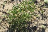 Zygophyllum fabago subspecies dolichocarpum. Вегетирующее растение. Казахстан, Алматинская обл., Балхашский р-н, закреплённые пески. 14 сентября 2021 г.