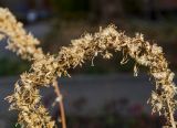 Ligularia przewalskii. Часть искривлённого соплодия. Пермь, Свердловский р-н, в озеленении двора. 9 октября 2021 г.