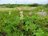 genus Pyrola