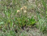 Aster alpinus. Плодоносящие растения. Иркутская обл., Усть-Ордынский р-н, окр. пгт Усть-Орда, степь. 06.07.2022.