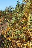 Betula pendula