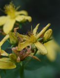 Hypericum perforatum