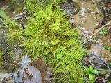 Palustriella commutata. Вегетирующее растение. Беларусь, Гродненская обл., Новогрудский р-н, дер. Мотча, родник Святой источник, ключевое поле. 11.09.2021.