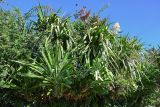 Yucca gigantea